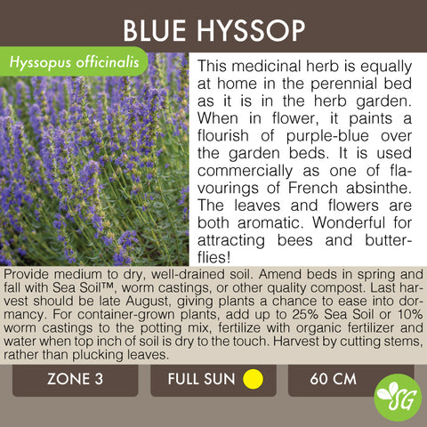 Live Plant - Hyssop, Blue