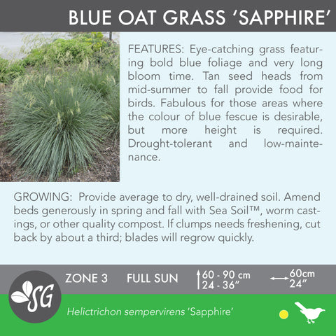 Live Plant - Blue Oat Grass 'Sapphire'