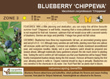 Blueberry, Chippewa (1 -gallon)