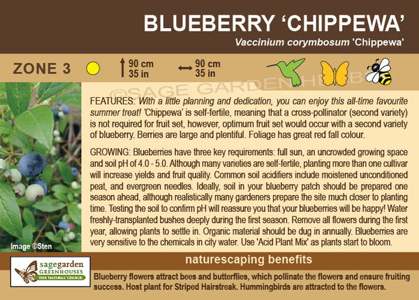 Blueberry, Chippewa (1 -gallon)