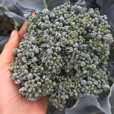 Seeds - Broccoli, Piracicaba OG (F)