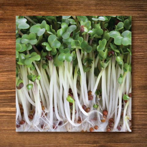 Broccoli Sprouting/ Microgreen Seeds - Certified Organic