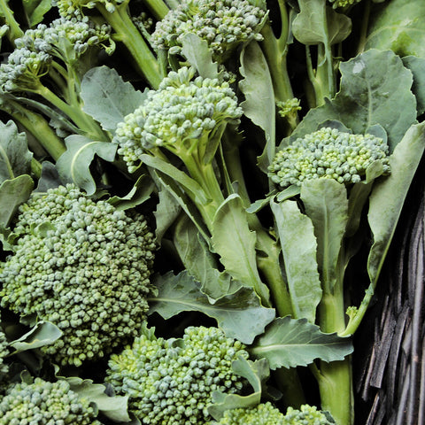 Organic DeCicco Broccoli