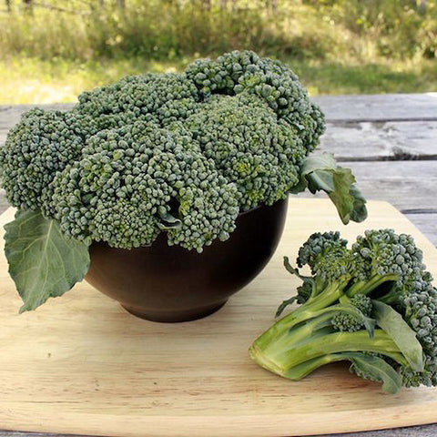 Broccoli, Waltham Organic Seeds