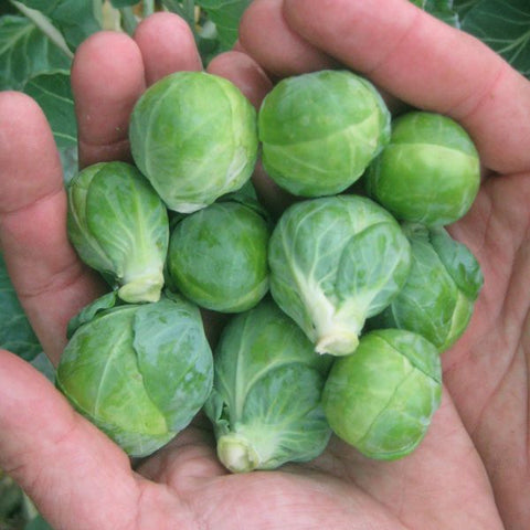 Seeds - Brussels Sprouts, Dagan F1 OG (HM)