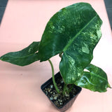 Philodendron Burle Marx Variegata - Live Plant