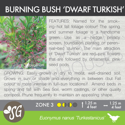 Live Plant -  Burning Bush, Dwarf Turkish
