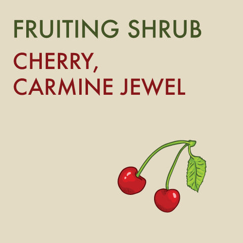 Cherry, 'Carmine Jewel' (SK Romance Series) - 1 -gallon