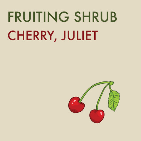 Cherry, 'Juliet' (Sour Cherry) - 7 -gallon