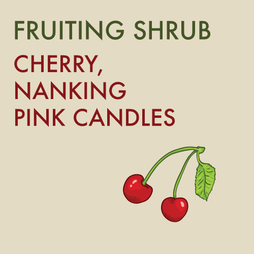Cherry, Nanking 'Pink Candles' - 2-gallon