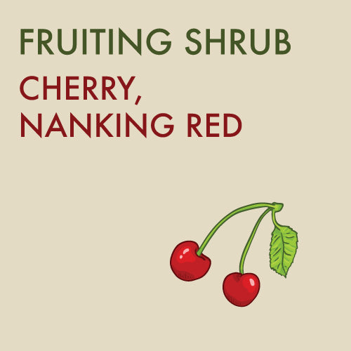 (orchard) Cherry, Nanking Red - Mid-Summer SALE