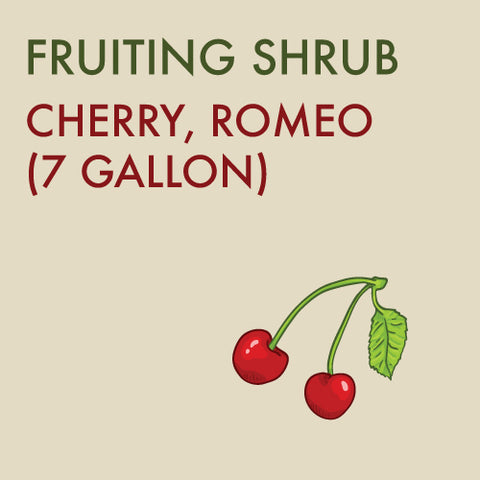 Cherry, 'Romeo' (Sour cherry) - 7 -gallon