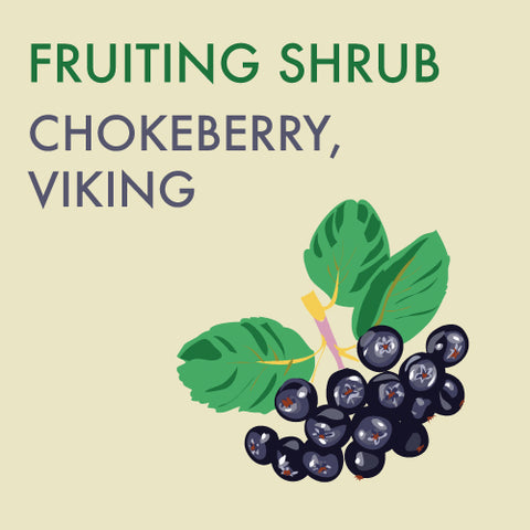 Chokeberry, Viking - 2-gallon ORCHARD PREORDER FOR LATE MAY 2024