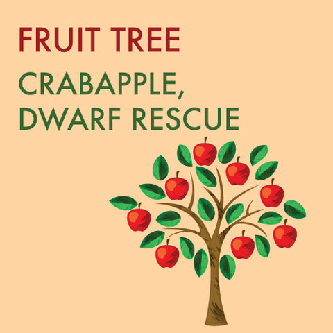 Crabapple, Dwarf 'Rescue' - 5-6 ft.