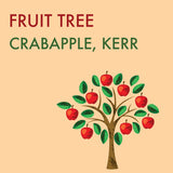 Crabapple, Kerr (Edible) - 5-6 ft.