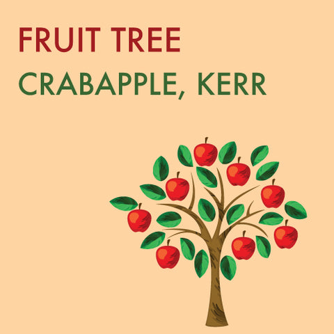 Crabapple, Kerr - 5-6 ft.