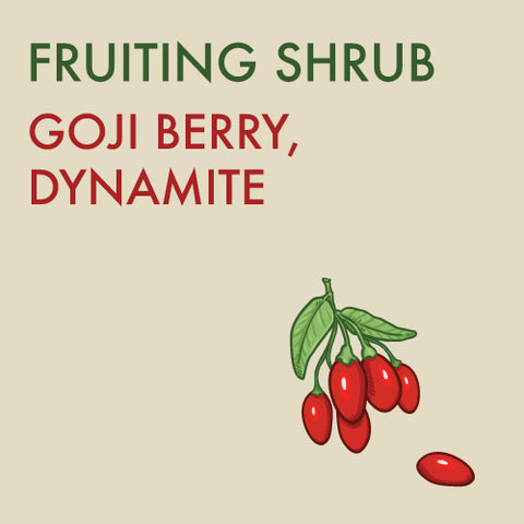 Goji Berry - 1 -gallon ORCHARD PREORDER FOR LATE MAY 2024