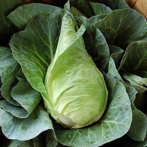 Cabbage, Caraflex F1 Organic Seeds