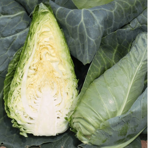 Seeds - Cabbage, Chateaurenard (Green) OG (F)