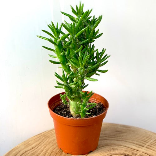 monstrose succulents Cactus Opuntia Subulata Monstrose - Live Plant