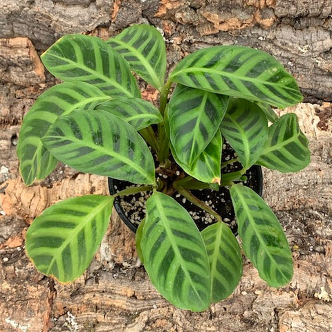 Calathea Zebrina - Live Plant