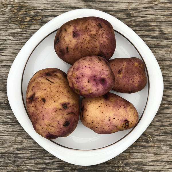 Seed Potato - Caribe (Certified Organic)