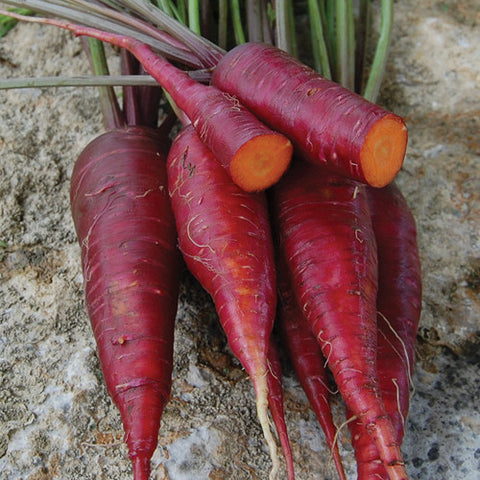 Carrot, Dragon (Certified Organic Seeds)