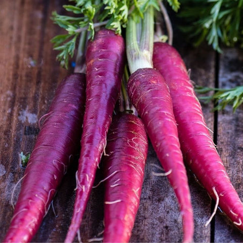 Seeds - Carrot, Cosmic Purple OG (F)