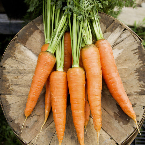 Seeds - Carrot, Danvers 126 OG (SGH) - Bulk Pack