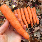 Seeds - Carrot, Dulcinea OG (F)