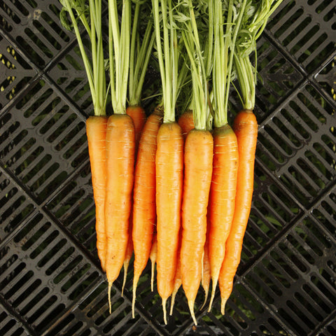 Organic Napoli F1 Carrot
