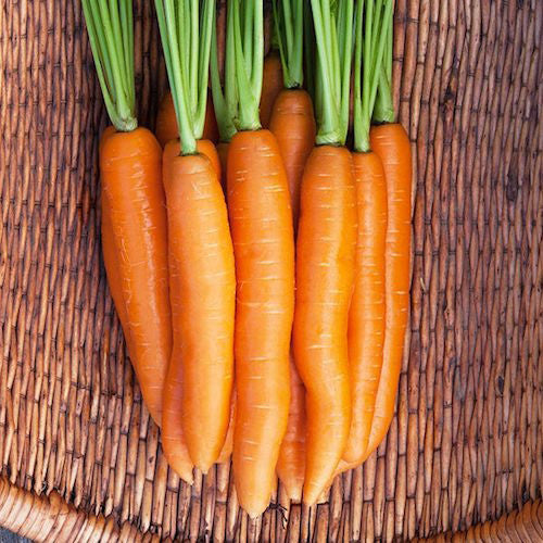 Carrot, Negovia Organic Seeds