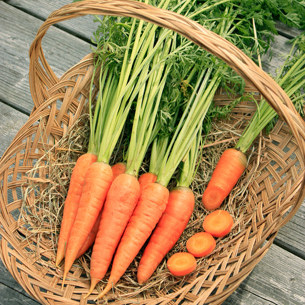 Seeds - Carrot, Red Cored Chantenay OG (SGH) - Bulk Pack