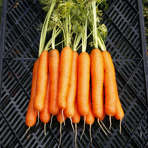 Organic Yaya F1 Carrot 