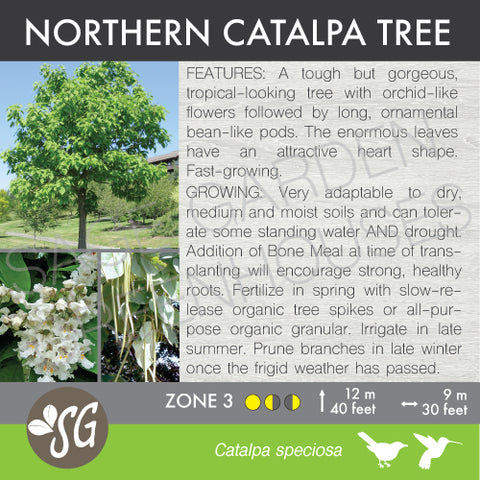 (ornamental) Catalpa Tree - Mid-Summer SALE