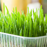 Certified Organic Cat Grass