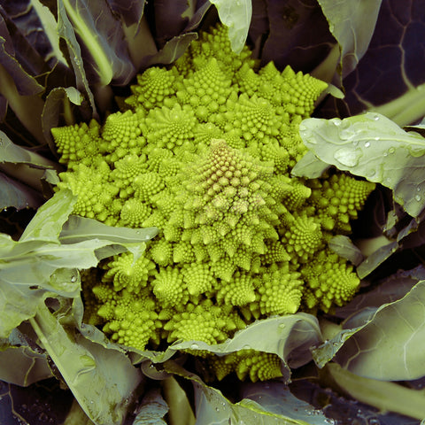 Cauliflower, Veronica Romanesco F1 (Certified Organic Seeds)