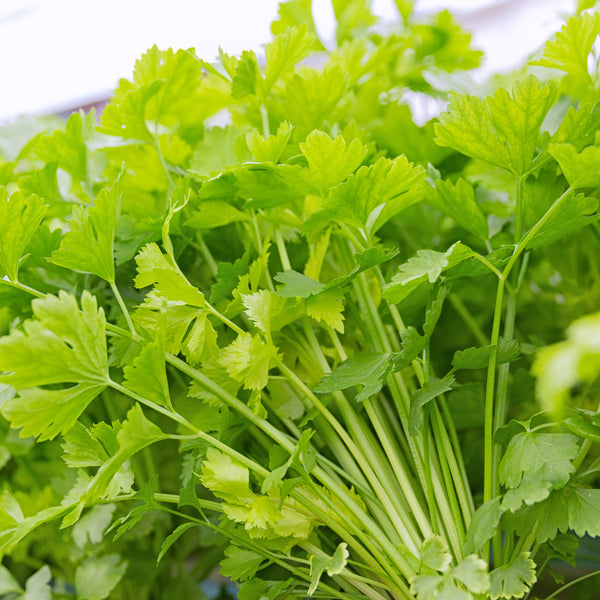 Seeds - Celery, Golden Kin Tsai OG (SGH)