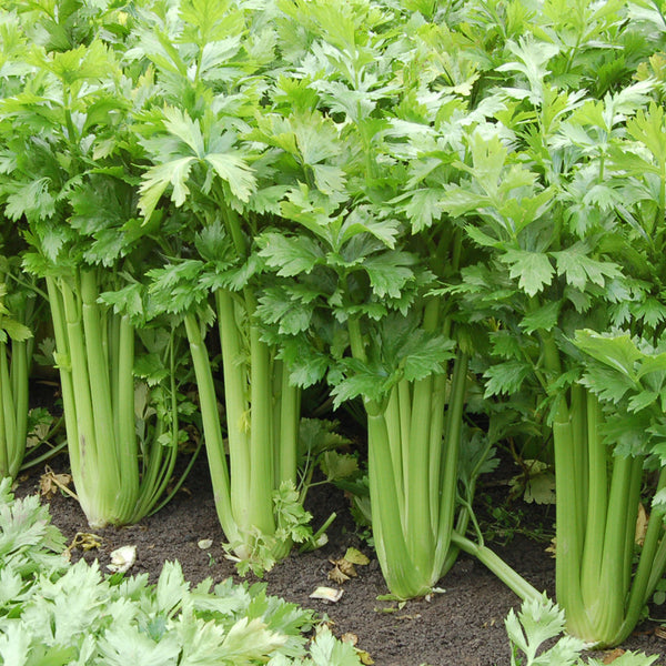 Organic Tango Celery