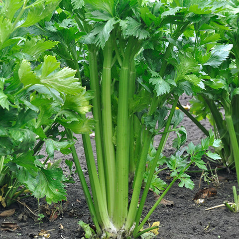 Celery, Ventura (Organically Grown Seed)