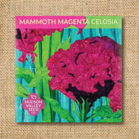 Seeds - Art Pack - Mammoth Magenta Celosia OG