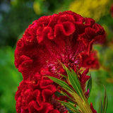 Celosia, Red Flame (Certified Organic Seeds)