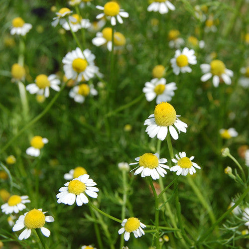 Organic German Chamomile 