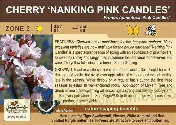 Cherry, Nanking 'Pink Candles' - 2-gallon