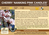 Cherry 'Nanking Pink Candles' (Live Plant) - Sale
