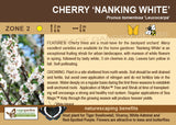 Cherry 'Nanking White' (Live Plant) - Sale