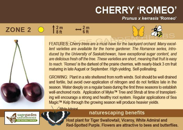 Cherry, Romeo (5-gallon)