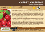 Cherry, Valentine (Sour cherry) (7-gallon)