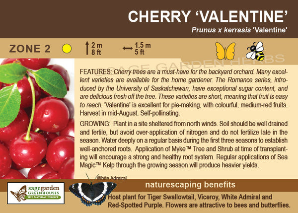 Cherry, Valentine (Sour cherry) (7-gallon)