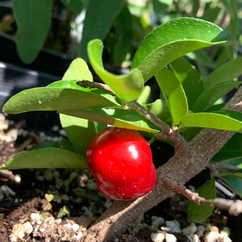 Live Plant - Barbados Cherry